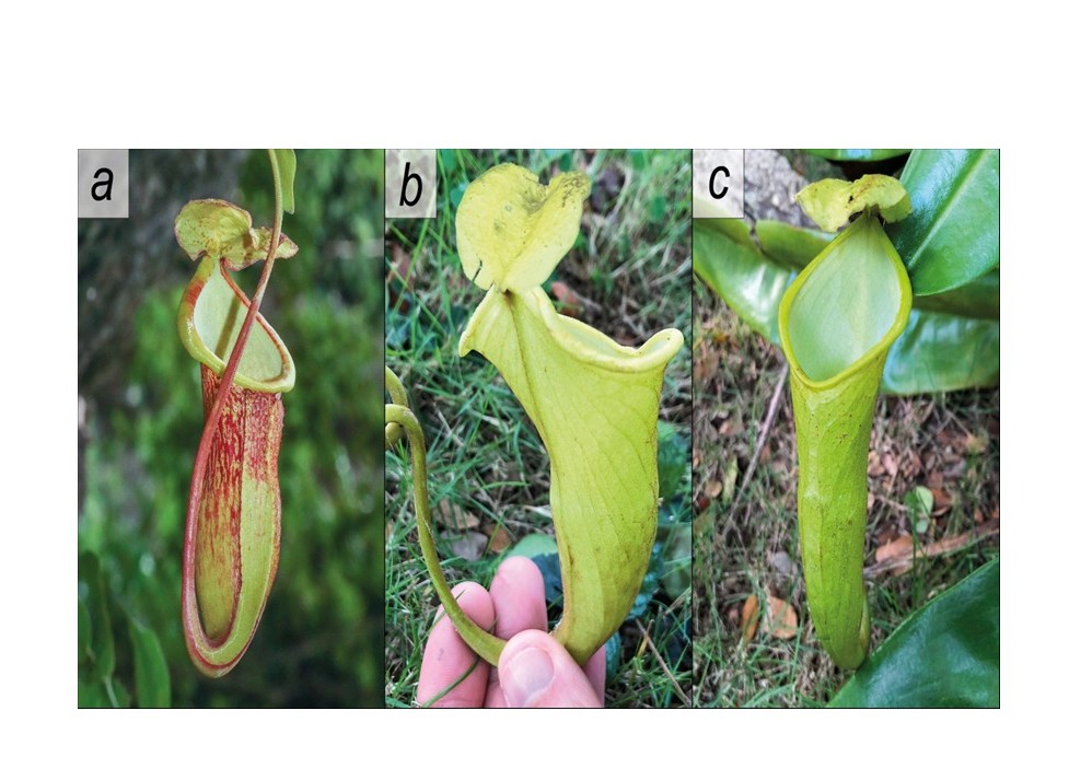 Newly discovered Philippine pitcher plant already in danger from climate change, poaching