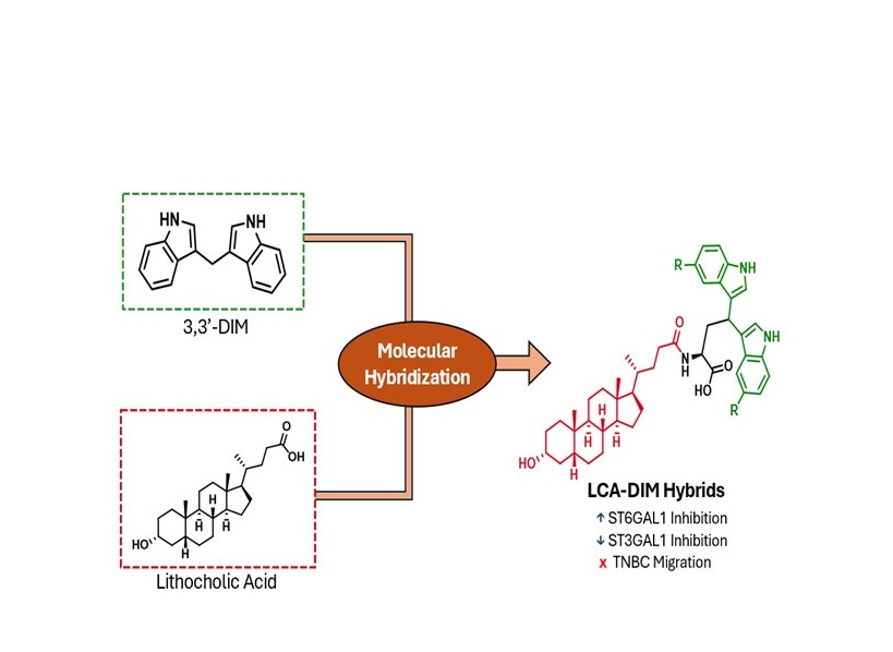 UP Chemists Synthesize New Hybrid Molecules That Limit Cancer Cell Spread
