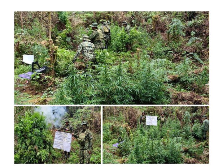 12 Plantasyon ng Marijuana nadiskubre; Mahigit P8M na halaga ng mga Iligal na tanim, sinunog