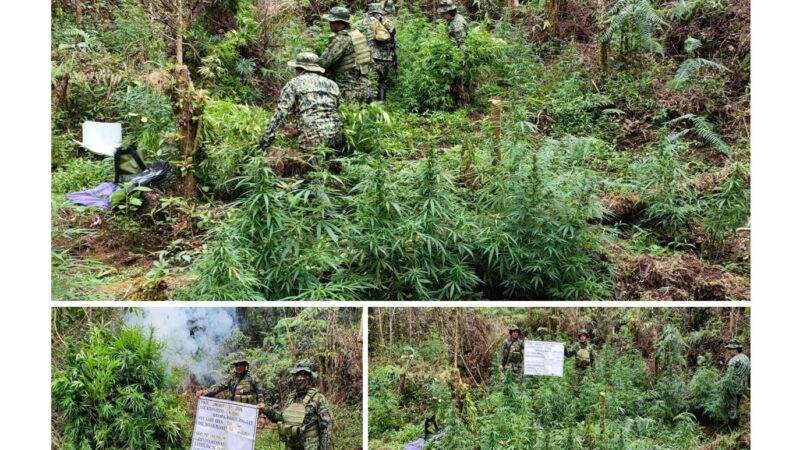 12 Plantasyon ng Marijuana nadiskubre; Mahigit P8M na halaga ng mga Iligal na tanim, sinunog