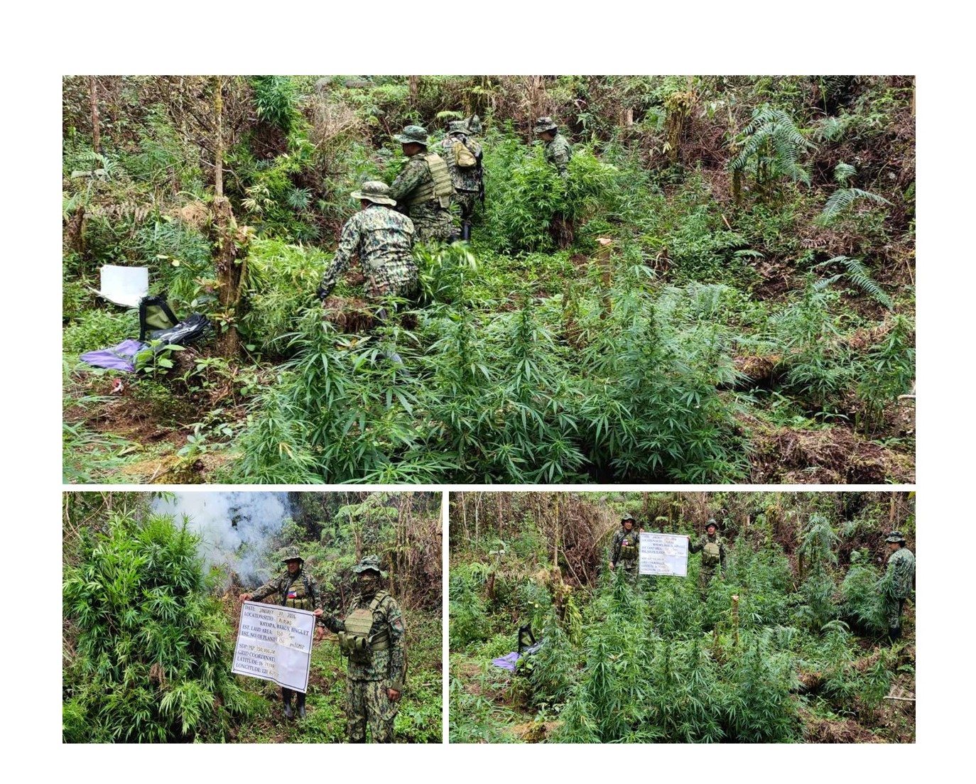 12 Plantasyon ng Marijuana nadiskubre; Mahigit P8M na halaga ng mga Iligal na tanim, sinunog