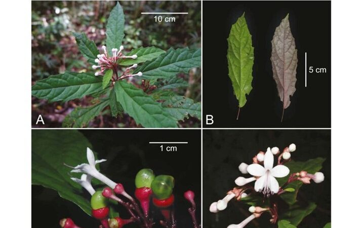 Modern science catches up with native knowledge with the discovery of Clerodendrum kelli