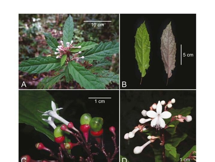 Modern science catches up with native knowledge with the discovery of Clerodendrum kelli