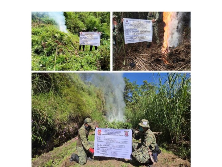 Marijuana Eradication Operations sa Benguet Naging Matagumpay; P4.1M na Halaga ng Marijuana Sinunog