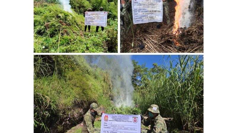Marijuana Eradication Operations sa Benguet Naging Matagumpay; P4.1M na Halaga ng Marijuana Sinunog
