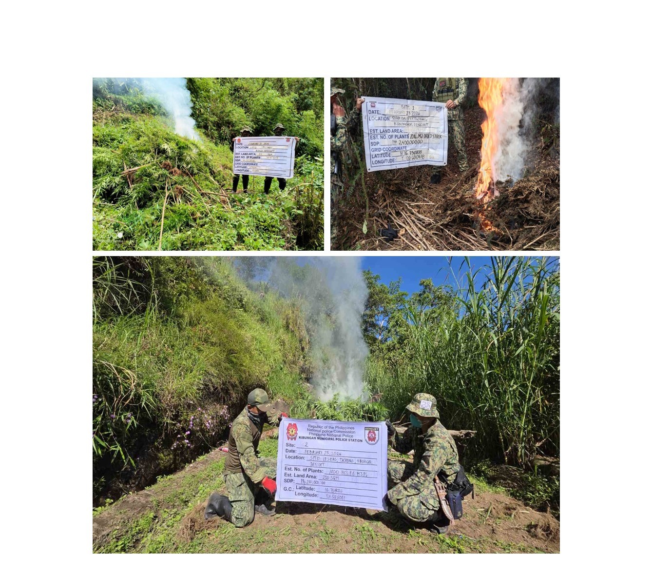 Marijuana Eradication Operations sa Benguet Naging Matagumpay; P4.1M na Halaga ng Marijuana Sinunog