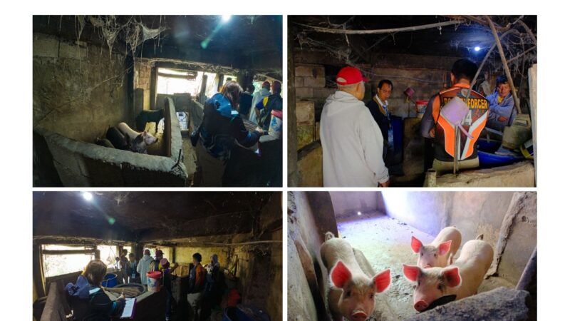 JOINT INSPECTION FLAGS ILLEGAL HOG RAISING IN BRGY. SAN VICENTE