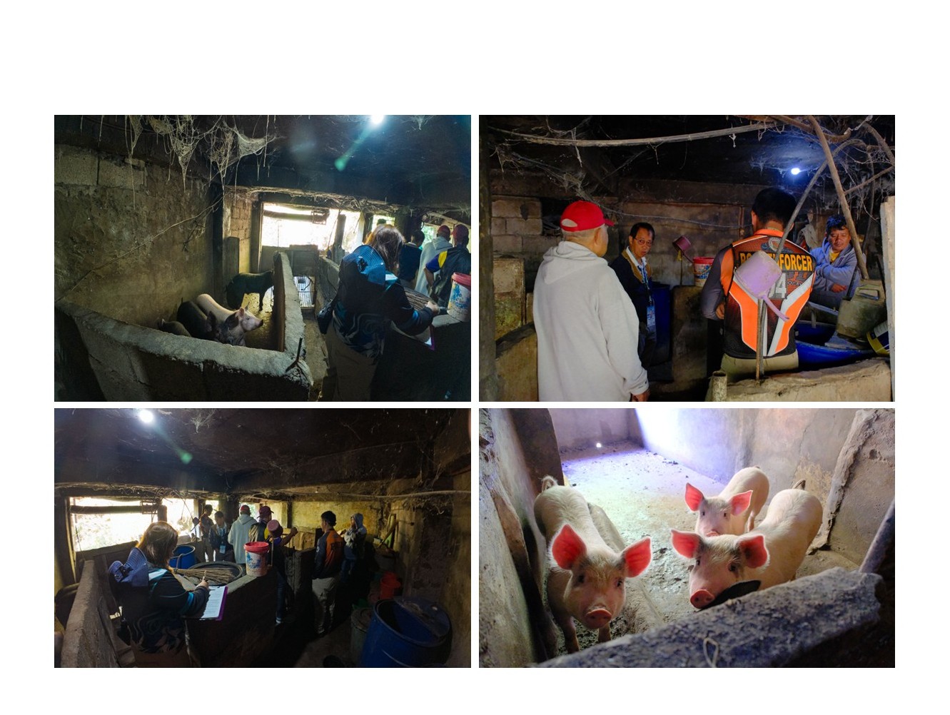 JOINT INSPECTION FLAGS ILLEGAL HOG RAISING IN BRGY. SAN VICENTE