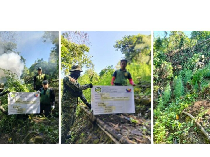 PDEA-PNP CONTINUES PUSH TO DISMANTLE ILLEGAL MARIJUANA CULTIVATION IN BENGUET