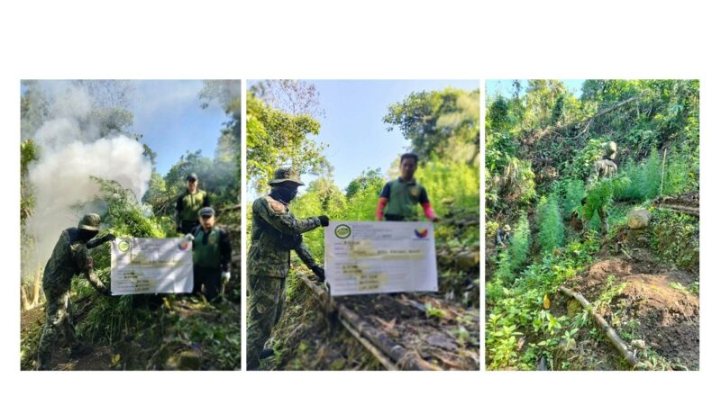 PDEA-PNP CONTINUES PUSH TO DISMANTLE ILLEGAL MARIJUANA CULTIVATION IN BENGUET