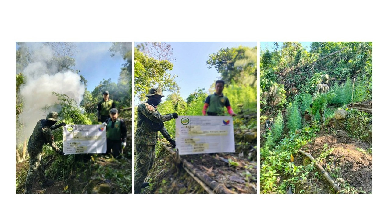 PDEA-PNP CONTINUES PUSH TO DISMANTLE ILLEGAL MARIJUANA CULTIVATION IN BENGUET