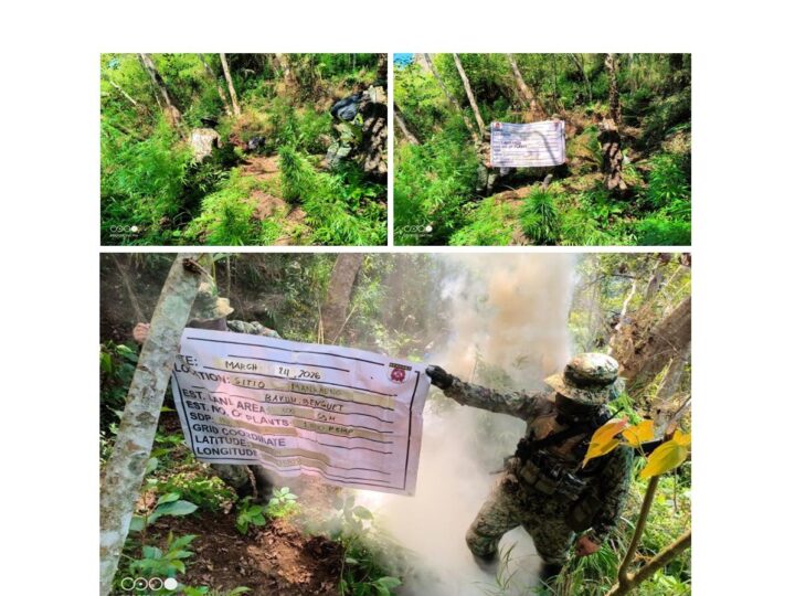 LIMANG PLANTASYON NG MARIJUANA, NADISKUBRE SA BENGUET; MAHIGIT P1M NA HALAGA NG MARIJUANA SINUNOG