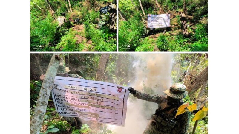 LIMANG PLANTASYON NG MARIJUANA, NADISKUBRE SA BENGUET; MAHIGIT P1M NA HALAGA NG MARIJUANA SINUNOG
