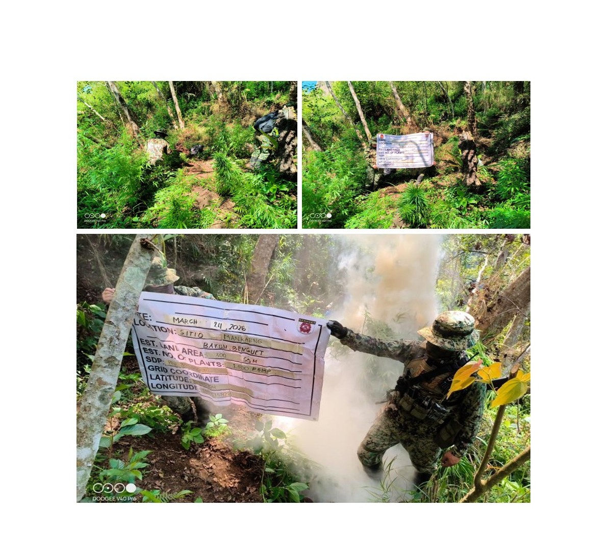 LIMANG PLANTASYON NG MARIJUANA, NADISKUBRE SA BENGUET; MAHIGIT P1M NA HALAGA NG MARIJUANA SINUNOG