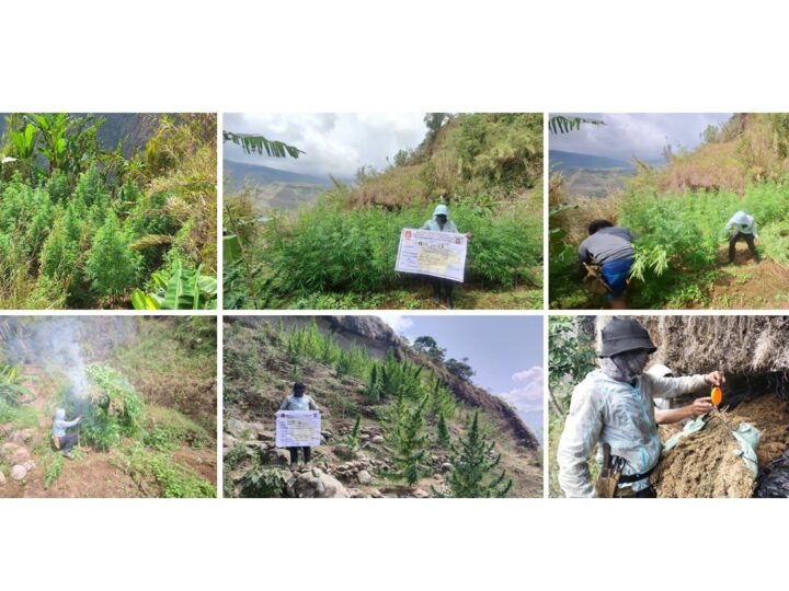 7 Plantasyon ng Marijuana, Nadiskubre sa Benguet; Mahigit P10.6M na Halaga ng Marijuana, Sinunog