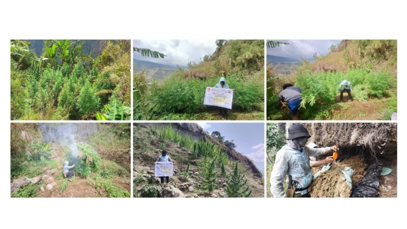 7 Plantasyon ng Marijuana, Nadiskubre sa Benguet; Mahigit P10.6M na Halaga ng Marijuana, Sinunog