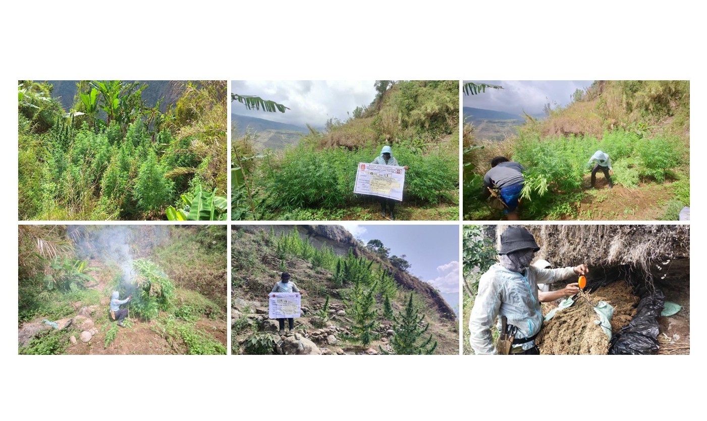 7 Plantasyon ng Marijuana, Nadiskubre sa Benguet; Mahigit P10.6M na Halaga ng Marijuana, Sinunog