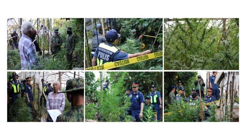 PRO CAR SEARCH WARRANT OPERATION YIELDS MARIJUANA GREENHOUSE IN TUBLAY