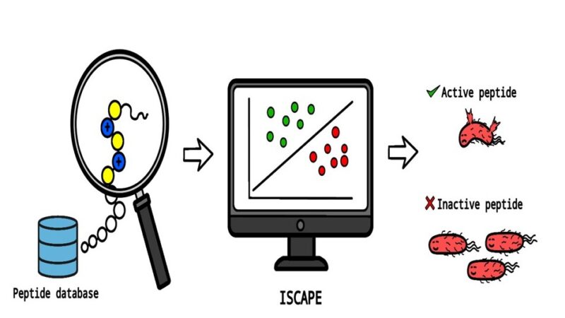 UPD Chemists Create AI Tool to Predict Antibacterial Peptides
