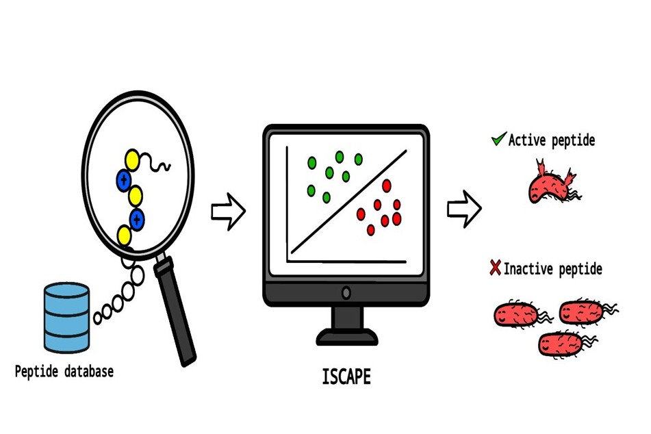 UPD Chemists Create AI Tool to Predict Antibacterial Peptides