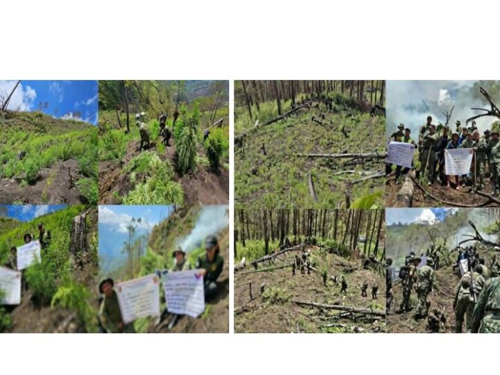 PHP31.3 MILLION WORTH OF MARIJUANA CROPS ERADICATED IN MOUNTAIN PROVINCE
