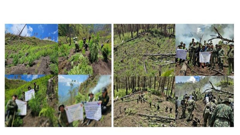 PHP31.3 MILLION WORTH OF MARIJUANA CROPS ERADICATED IN MOUNTAIN PROVINCE