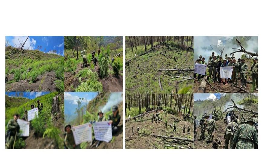 PHP31.3 MILLION WORTH OF MARIJUANA CROPS ERADICATED IN MOUNTAIN PROVINCE